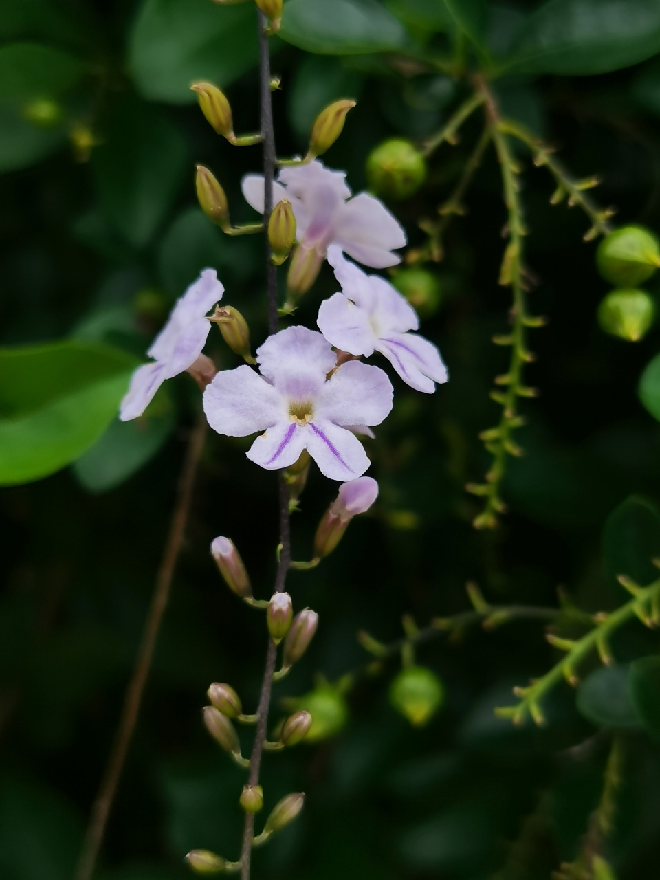 假连翘,马鞭草科,假连翘属灌木植物. 高约1.