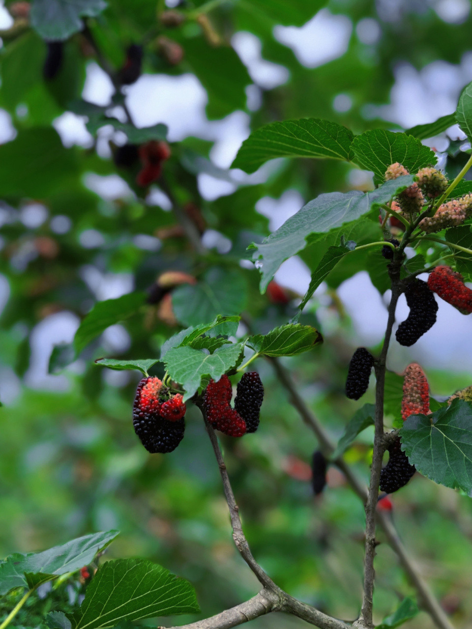 家乡有吗,你们叫它什么名字,我们这里叫它桑泡儿,味道很不错哟#桑椹