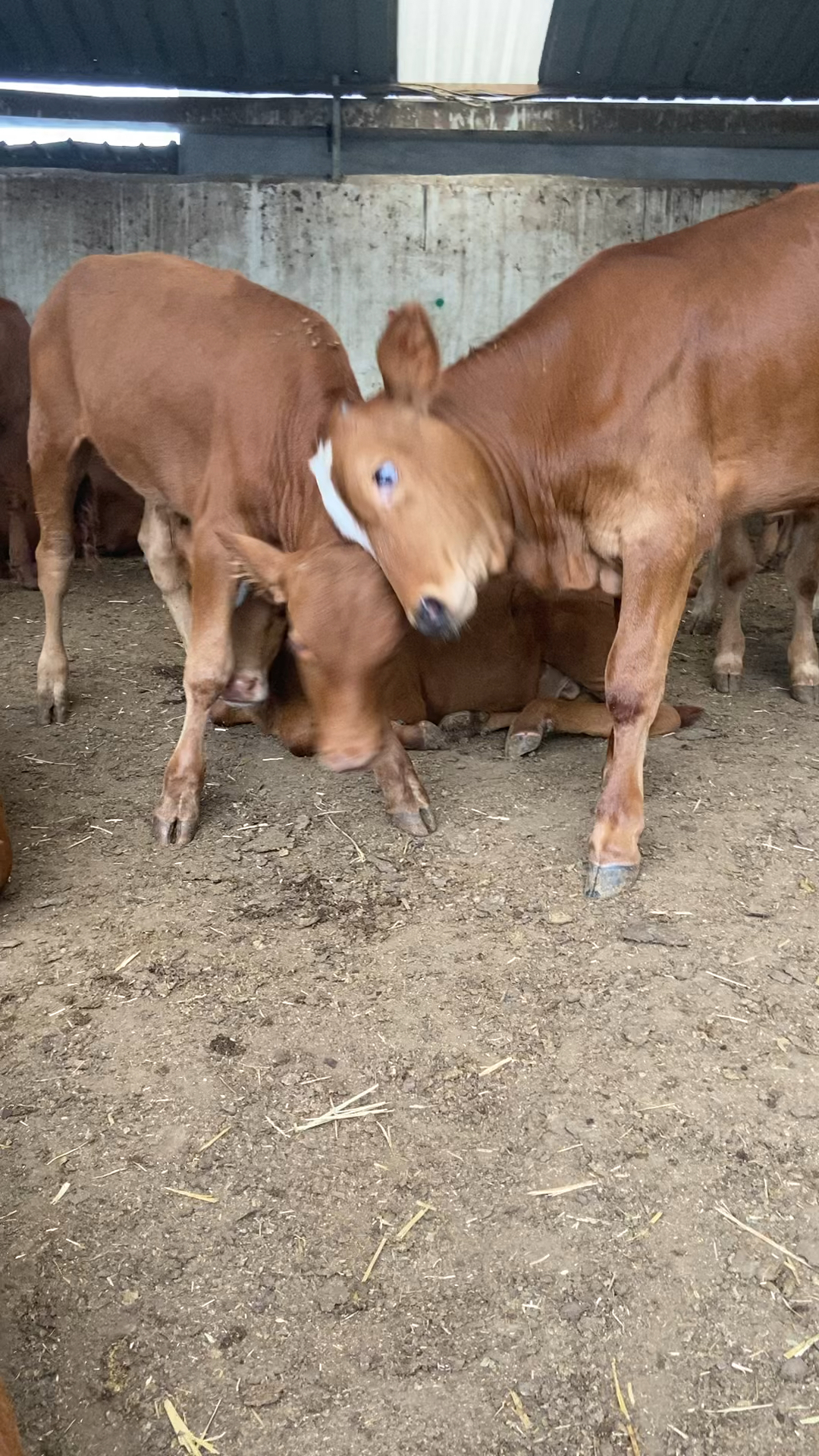 杂交肉牛犊,西门塔尔一代小牛犊,鲁西黄牛小牛犊一年能涨到一千四百多