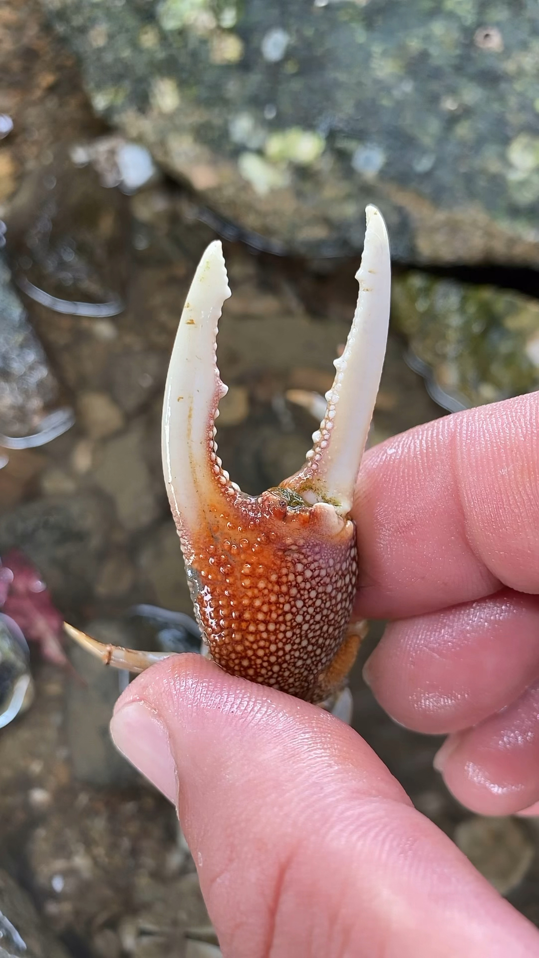 抓到一个只有一个钳子的螃蟹听说只能吃钳子