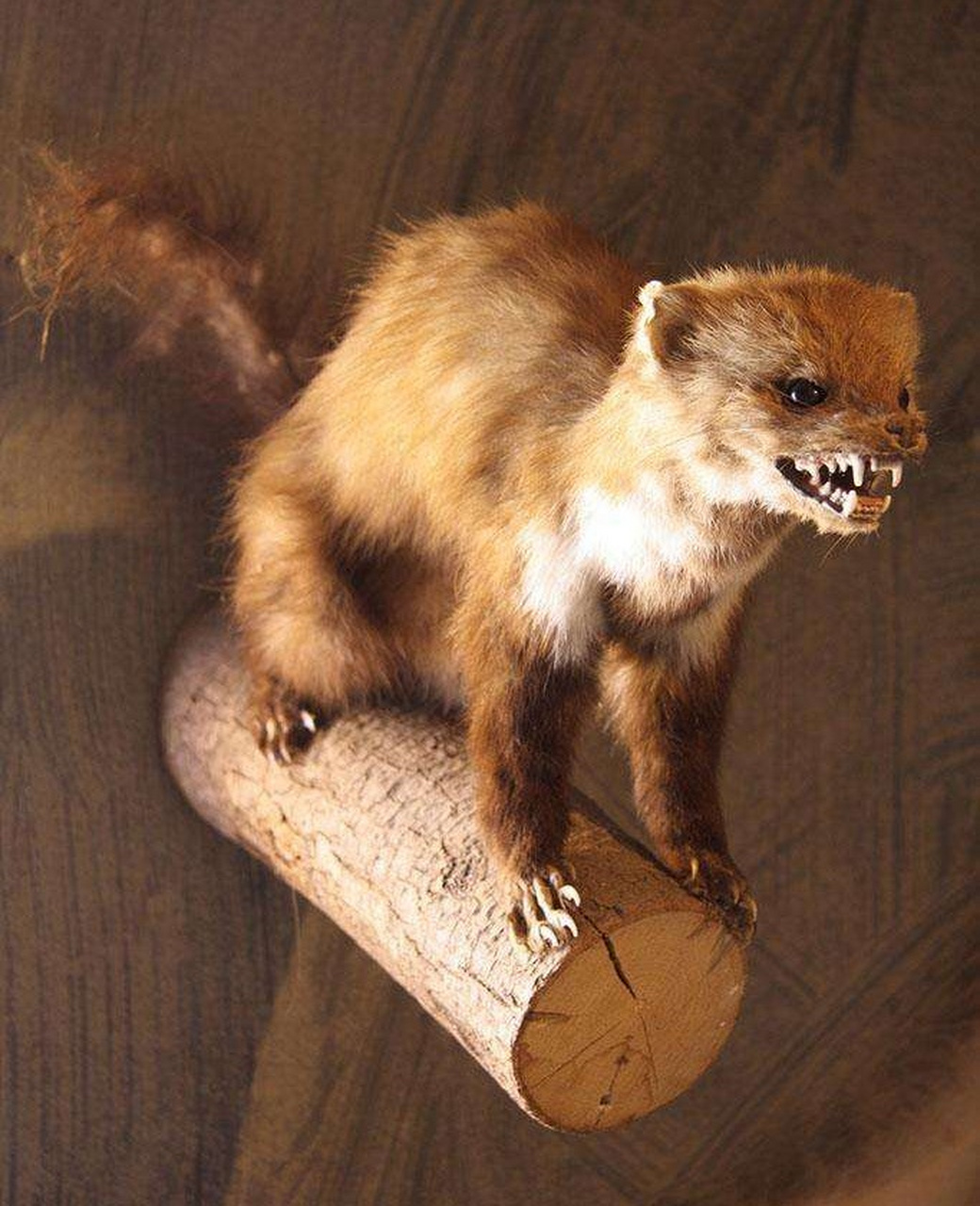 首先,黄鼠狼的性情很凶猛,在遭到人或者动物进攻的时候会发起殊死的