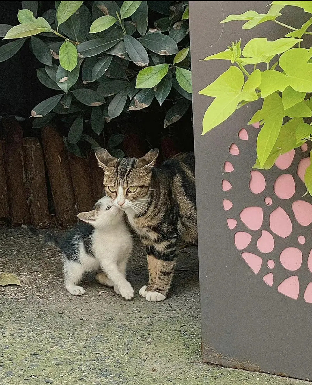 小猫咪跟它的妈妈在说悄悄话,猫妈妈也很认真的听,好温馨的画面呀!