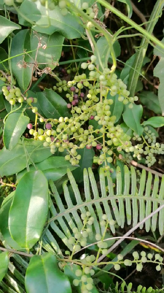 白花酸藤子果