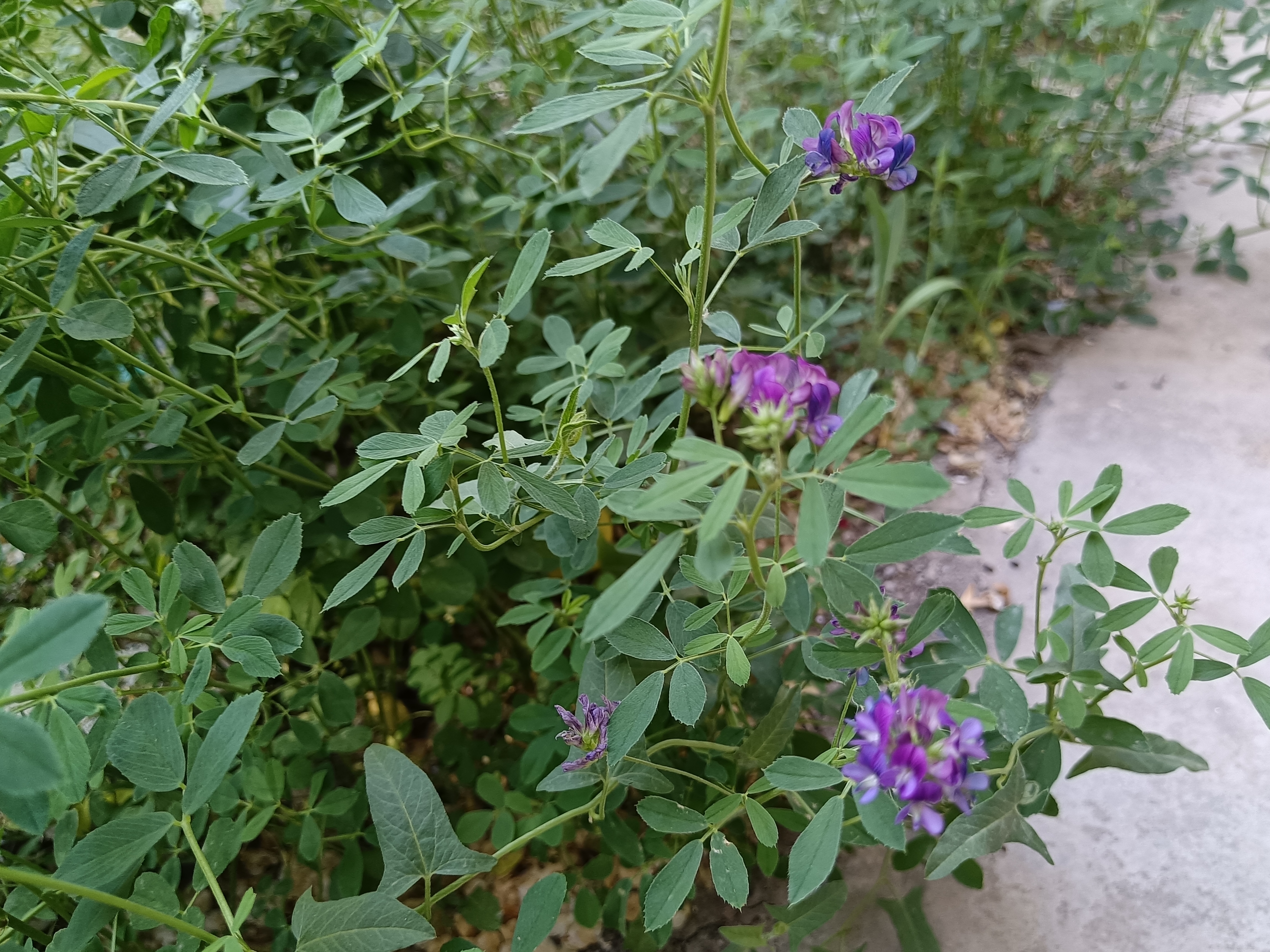 苜宿草花图片