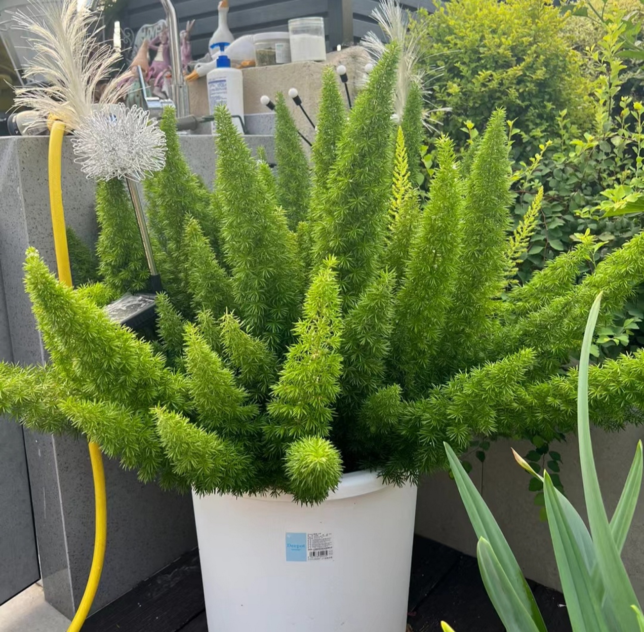 九尾狐盆栽,绝了,爱了