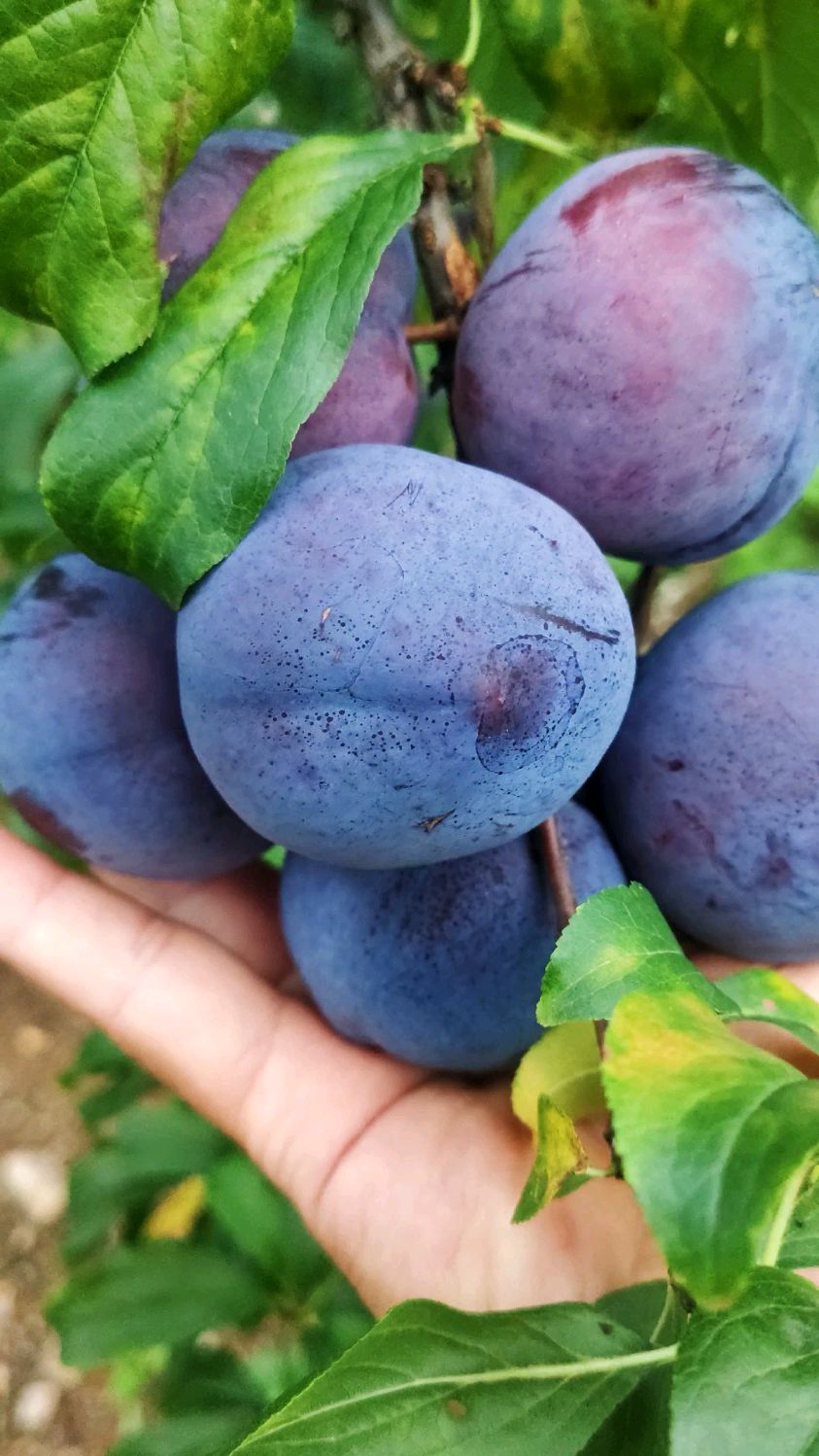 黑宝石李子黑总统