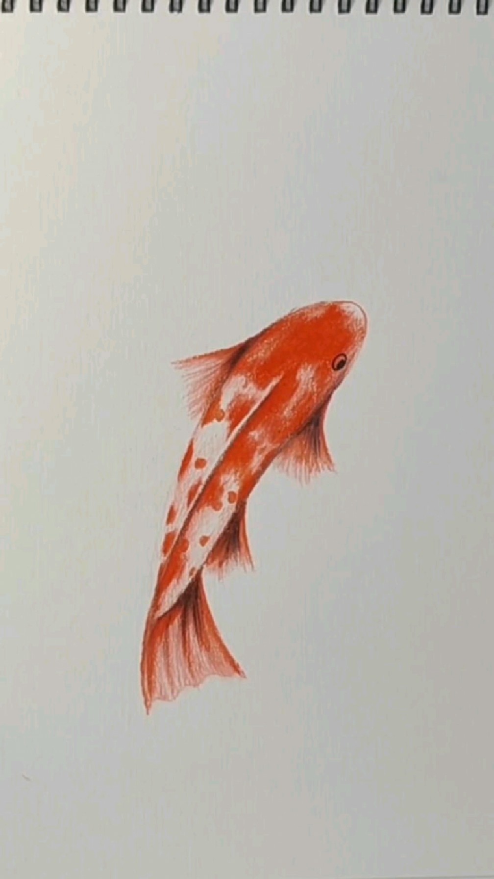 彩色铅笔画鱼,一学就会!