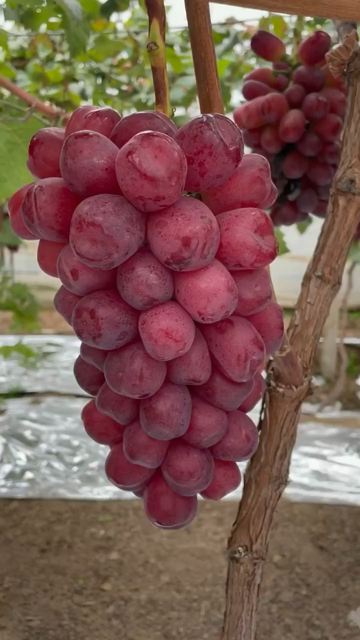 浪漫红颜葡萄品种介绍图片