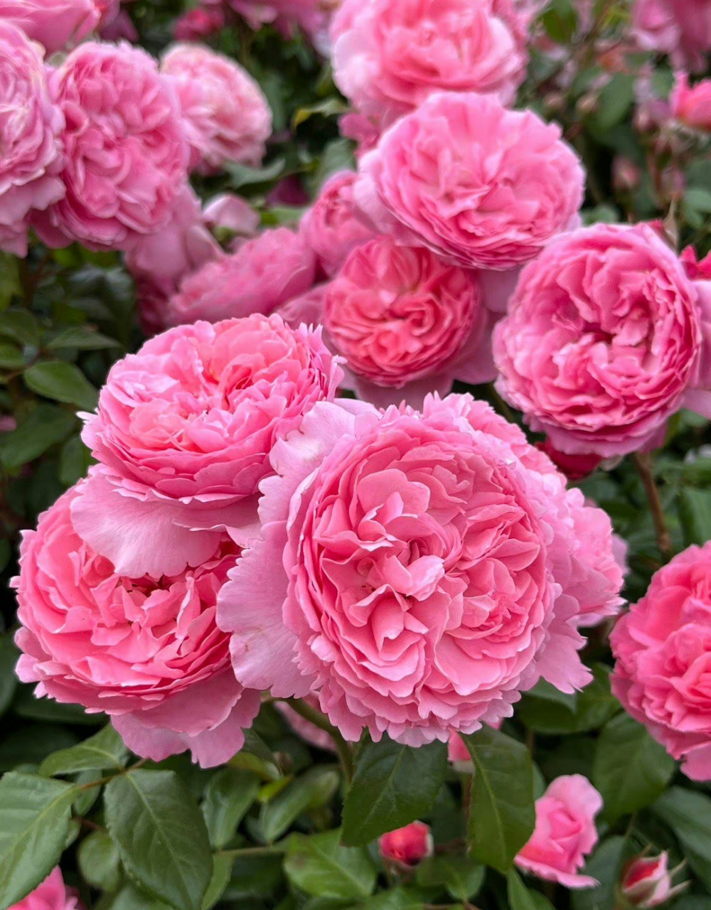 2023 da另一个新品种penelope lively 深粉,杯型,花朵中型大小,浓香