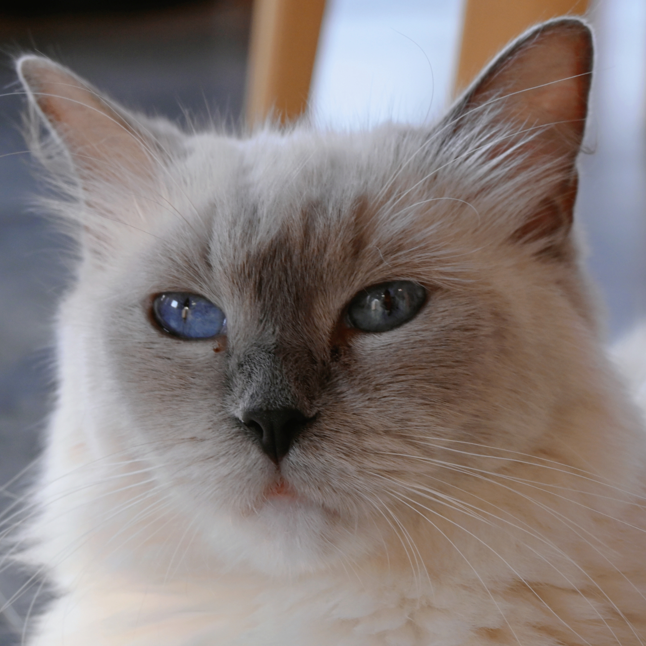 猫咪大头照,脸部特写.93