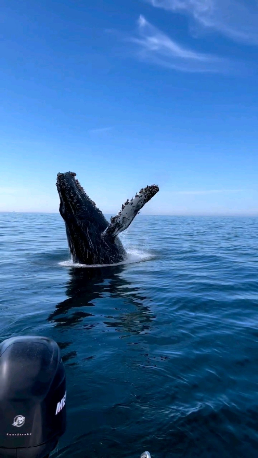 摄影师近距离拍摄,40吨座头鲸翻江倒海跃出海面.#鲸鱼 #座头鲸-度小视