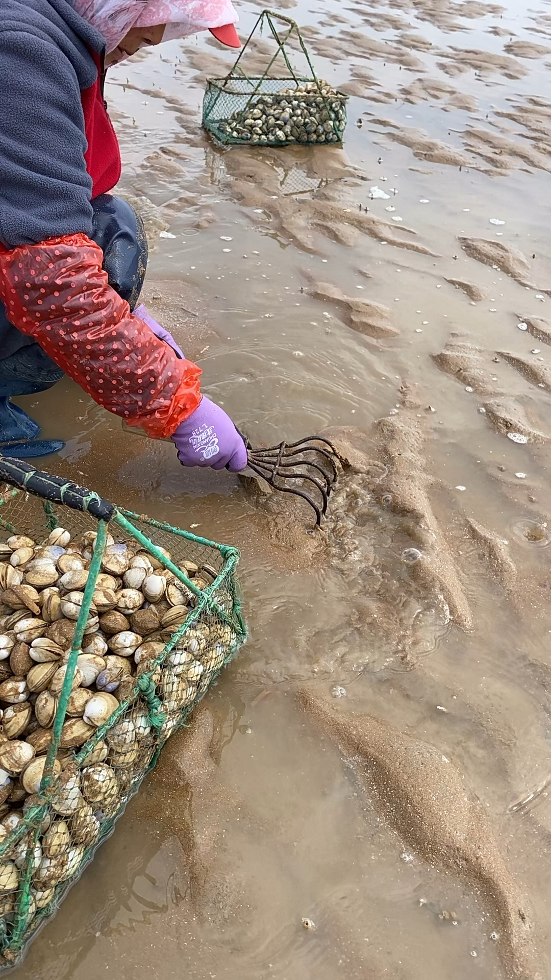 赶海挖白蛤蜊