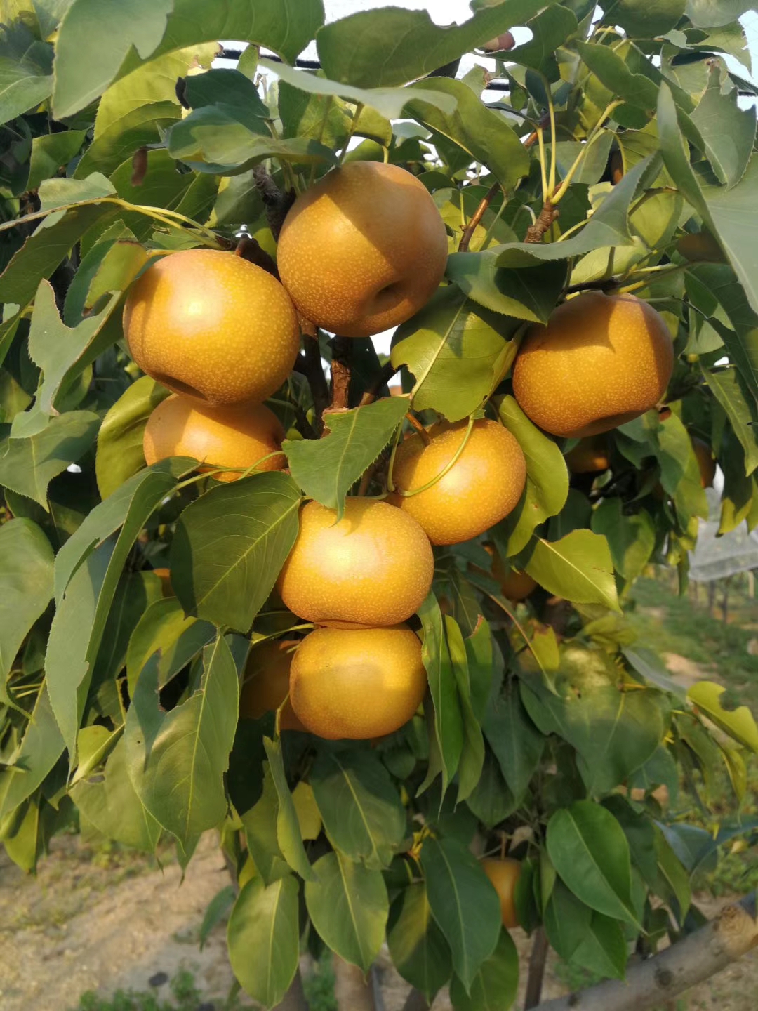 秋月梨品种介绍,秋月梨树苗特性