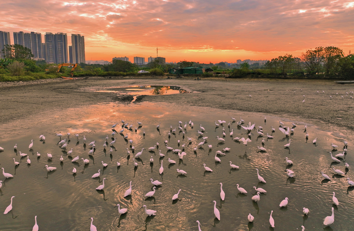江门鹤山市沙坪的清晨,金光流动平静又美好