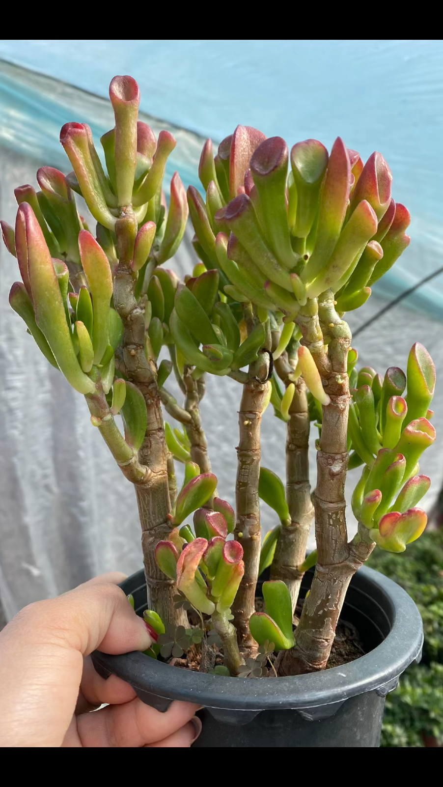 开花吸财树,开花玉树,正在直播中-度小视