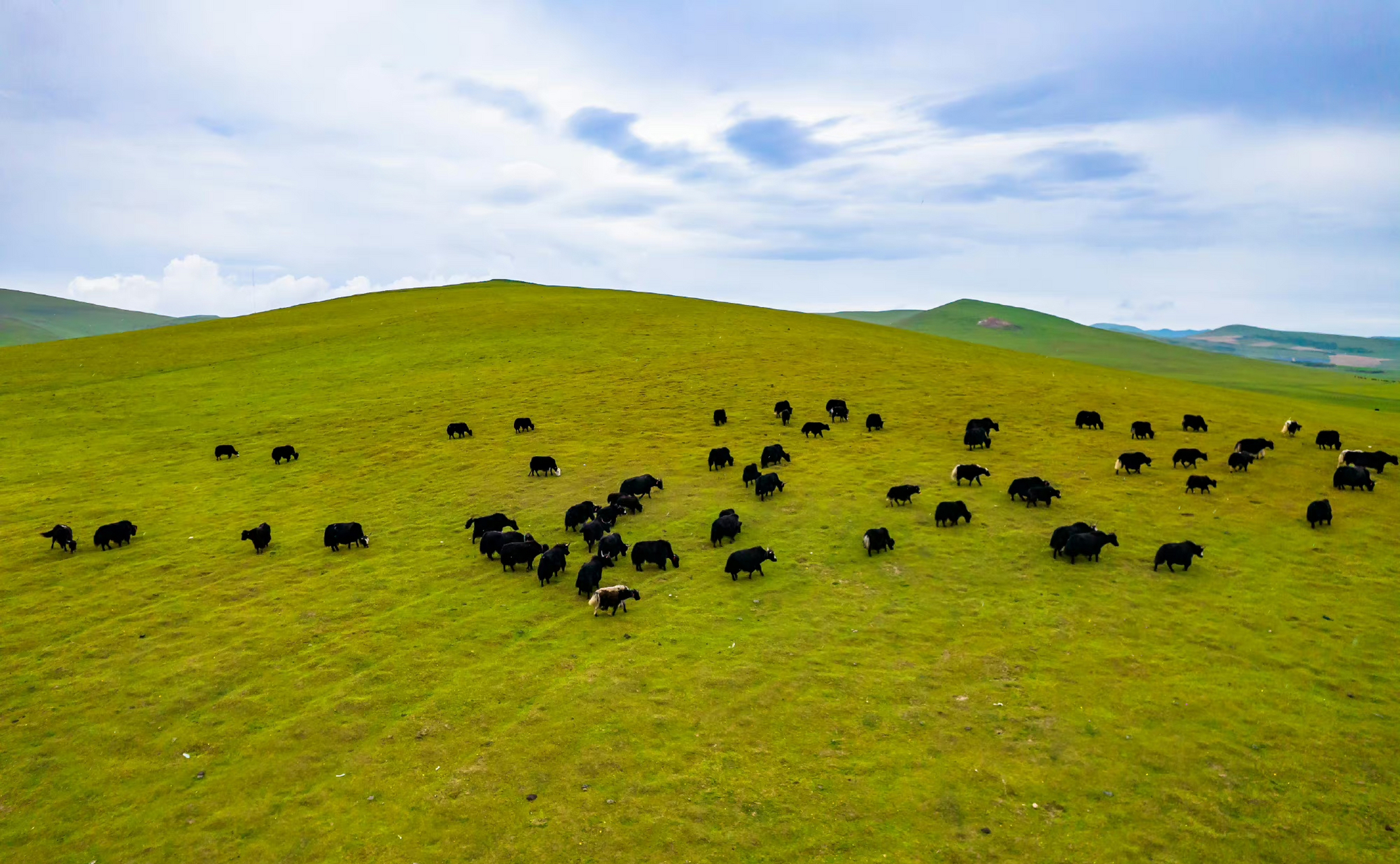 狼渡湿地草原位于定西岷县县城以东70公里的闾井镇境内,占地90多万亩