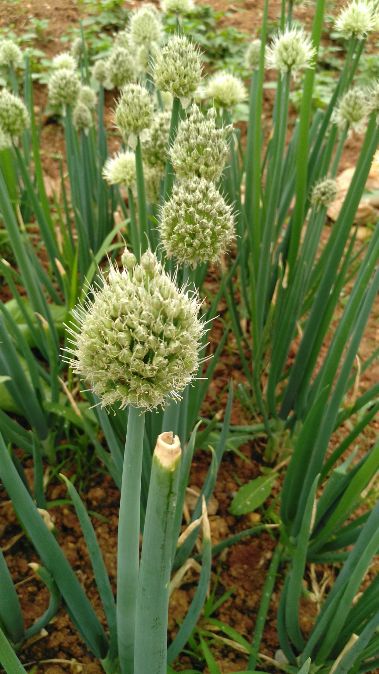 你认识葱吗?地里的葱开花了,看上去毛绒绒的样子!