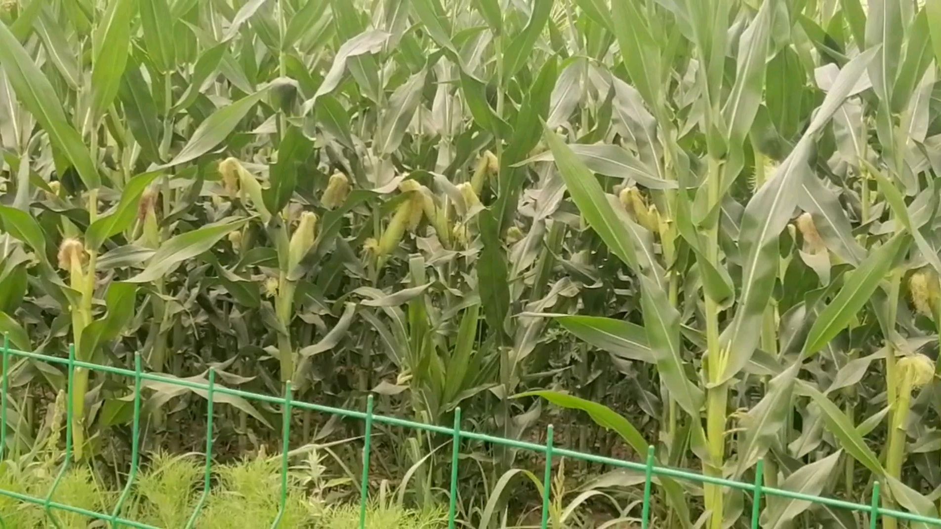 参观绿色蔬菜种植基地,入口的蔬菜原来是这样种出来的