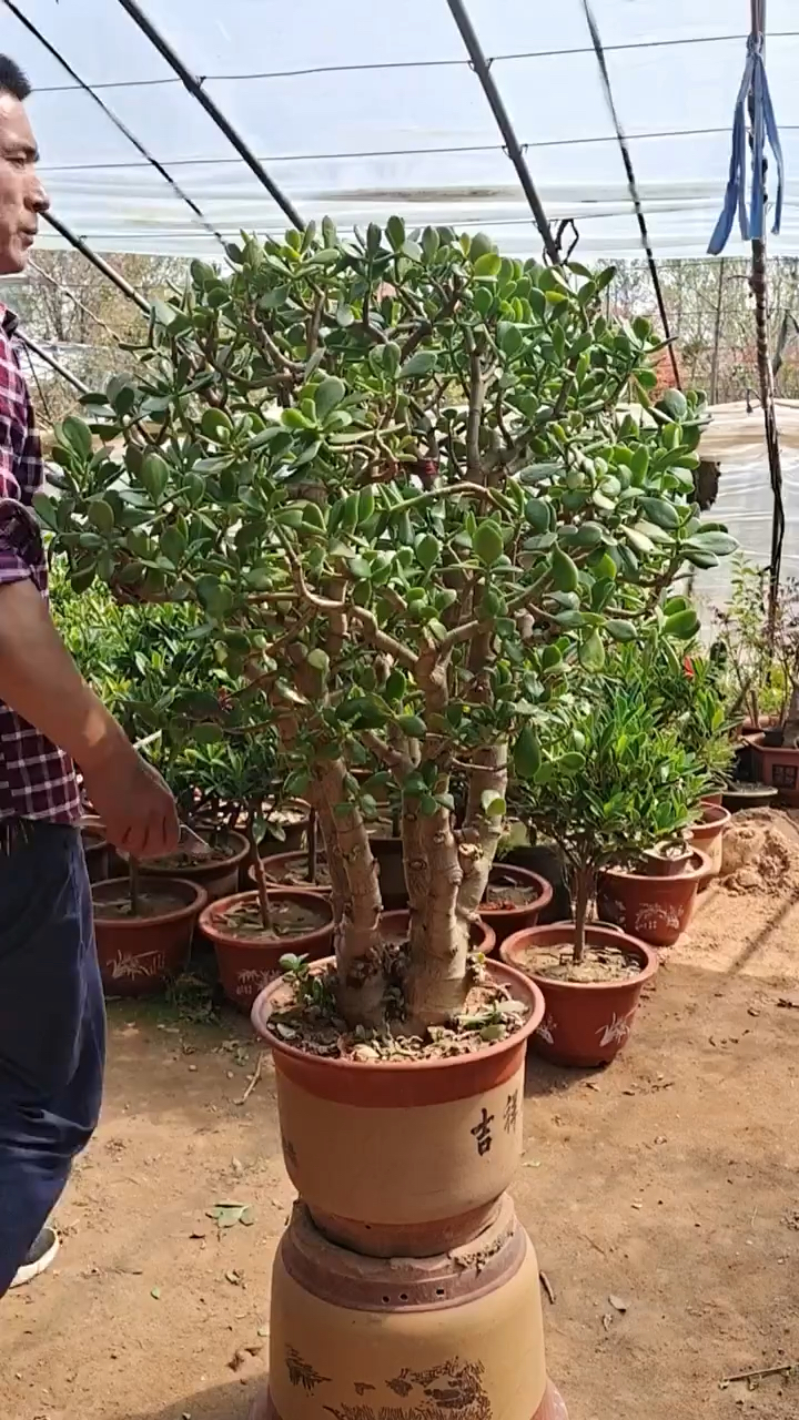 老桩大玉树修枝造型