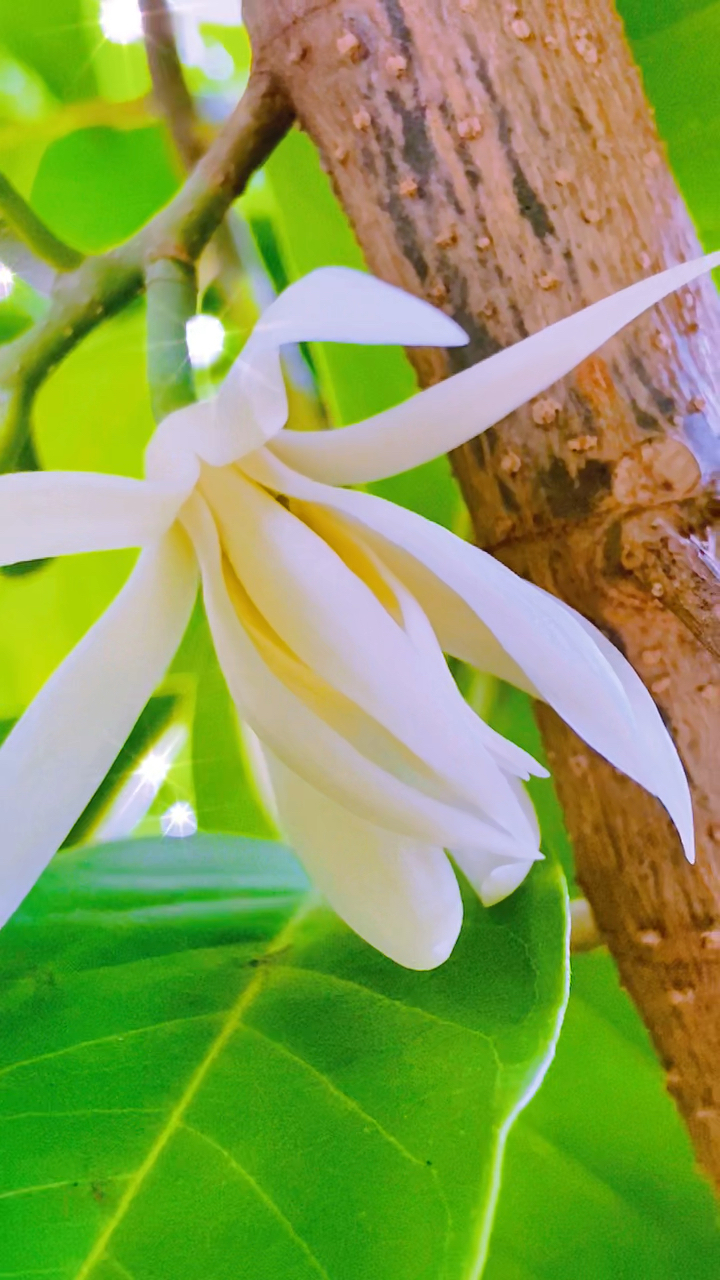 五月的缅桂花十里花香,走到树底更舍不得走,多想闻闻一会