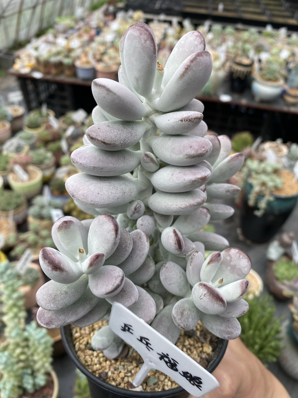 有点叠叶的感觉,乒乓福娘