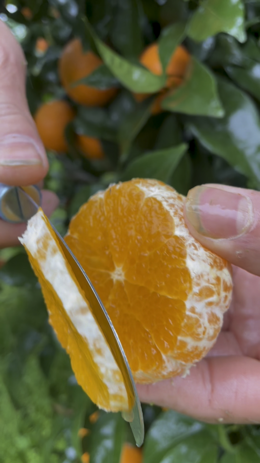 沃柑用小刀切开那一刻,太惊艳了,肉嫩多汁,主要是种植环境太美了-度小