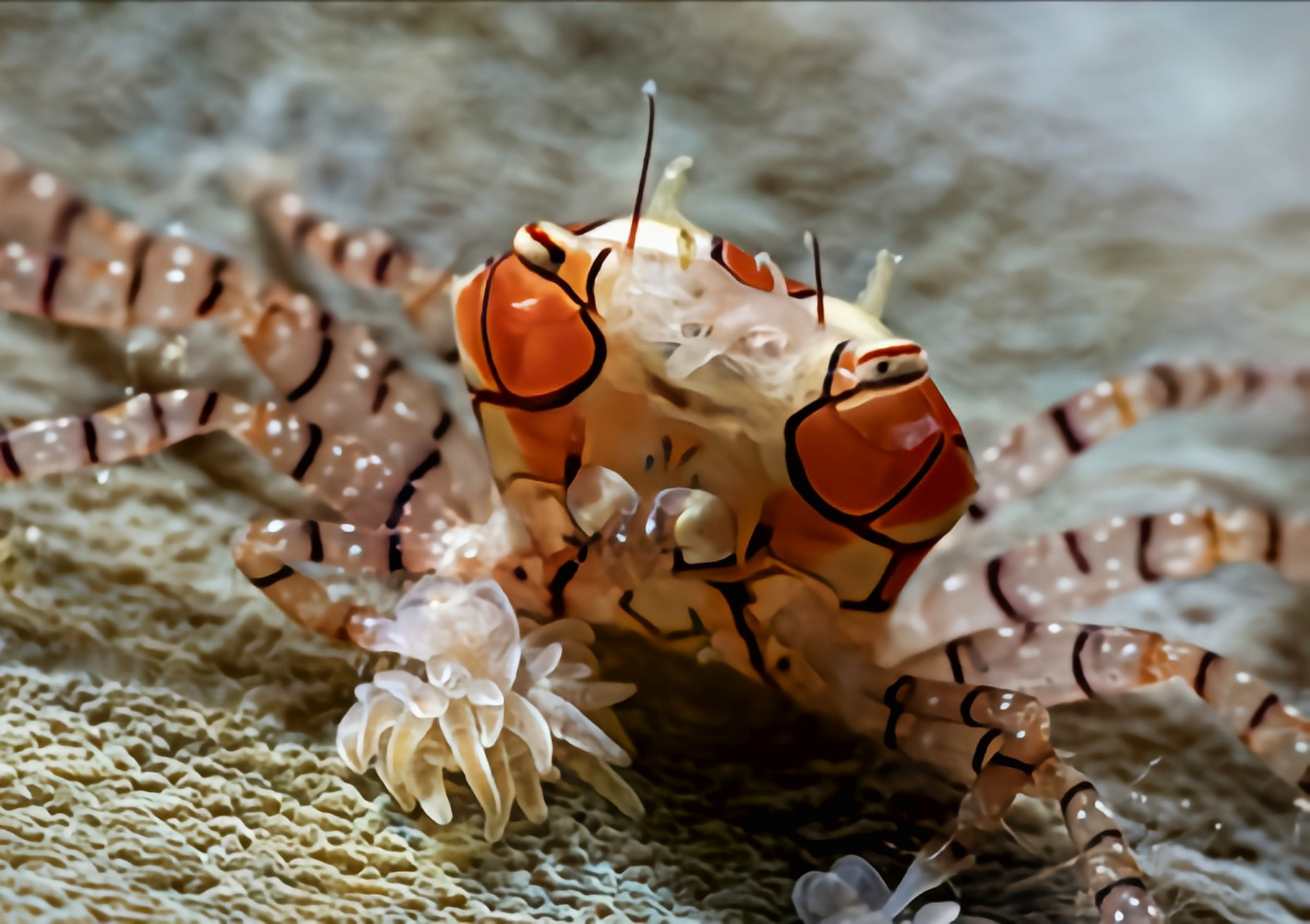 每天认识一种动物——拳击蟹 拳击蟹别名花纹细蟹,原产于印度洋东南亚