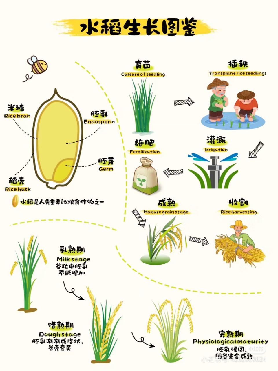 水稻成长的过程图解图片