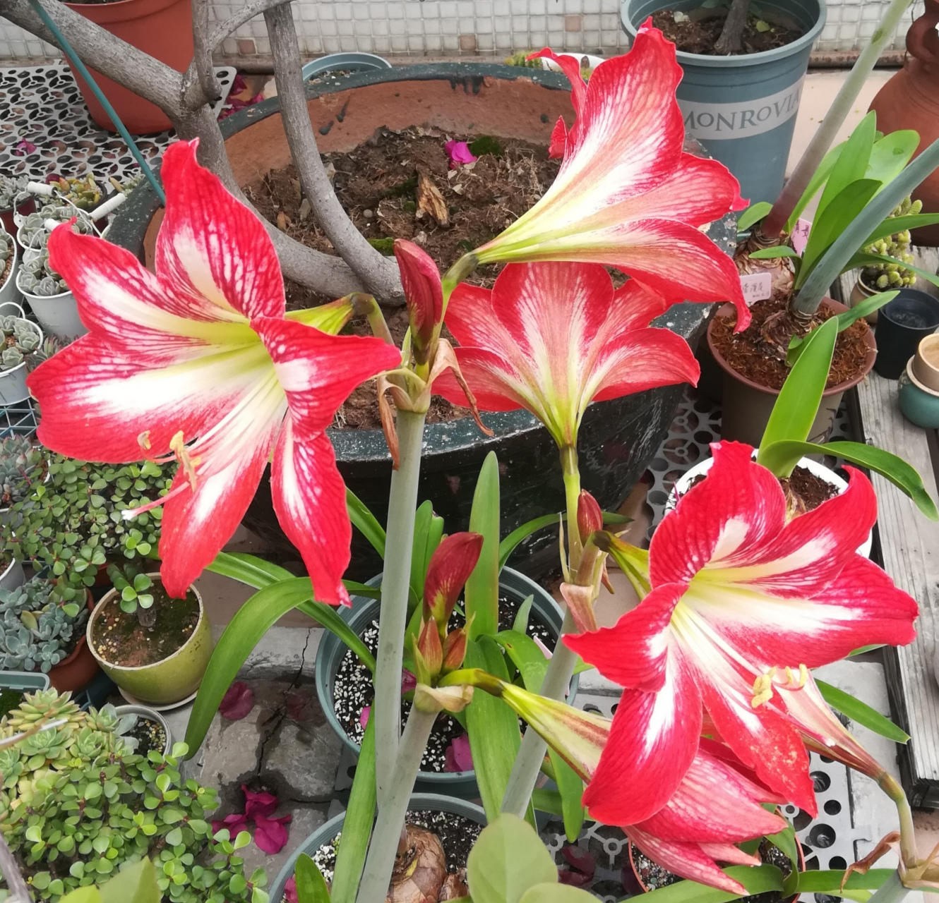 朱顶红四川女王逐渐绽放中 四川女王是土朱中非常出色的,群开一完很