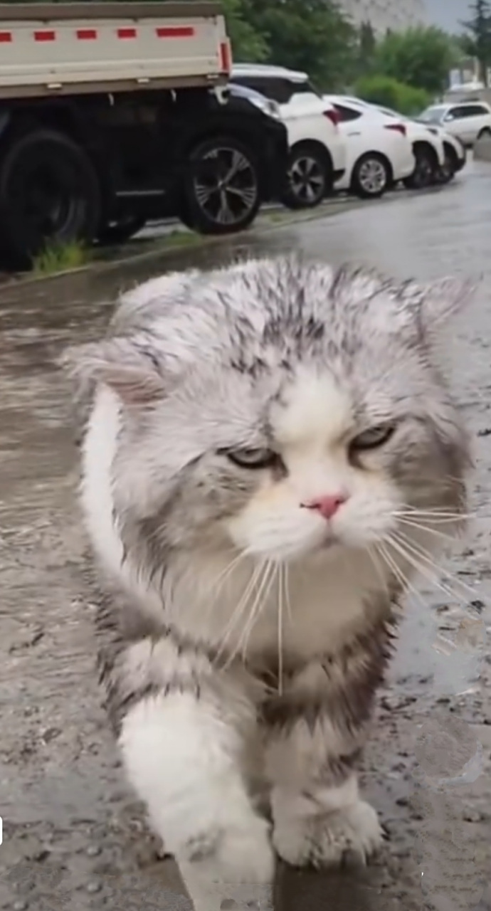 喵在雨中淋雨愣神,主人喊了几次都没反应,耐心等了一会,喵才慢悠悠迈