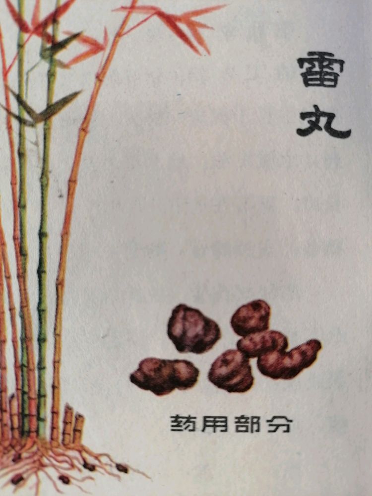 中药雷丸的用处以加工方法