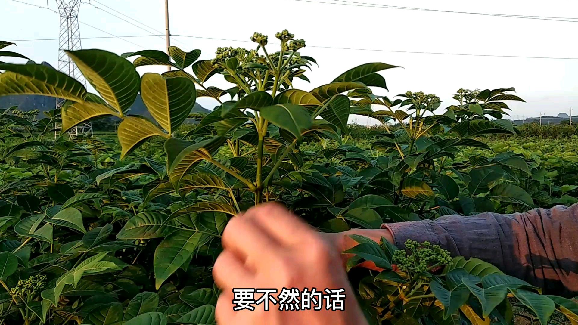 茶辣也叫吴茱萸,老韦今天去给茶辣打芽,期待今年有个好价钱