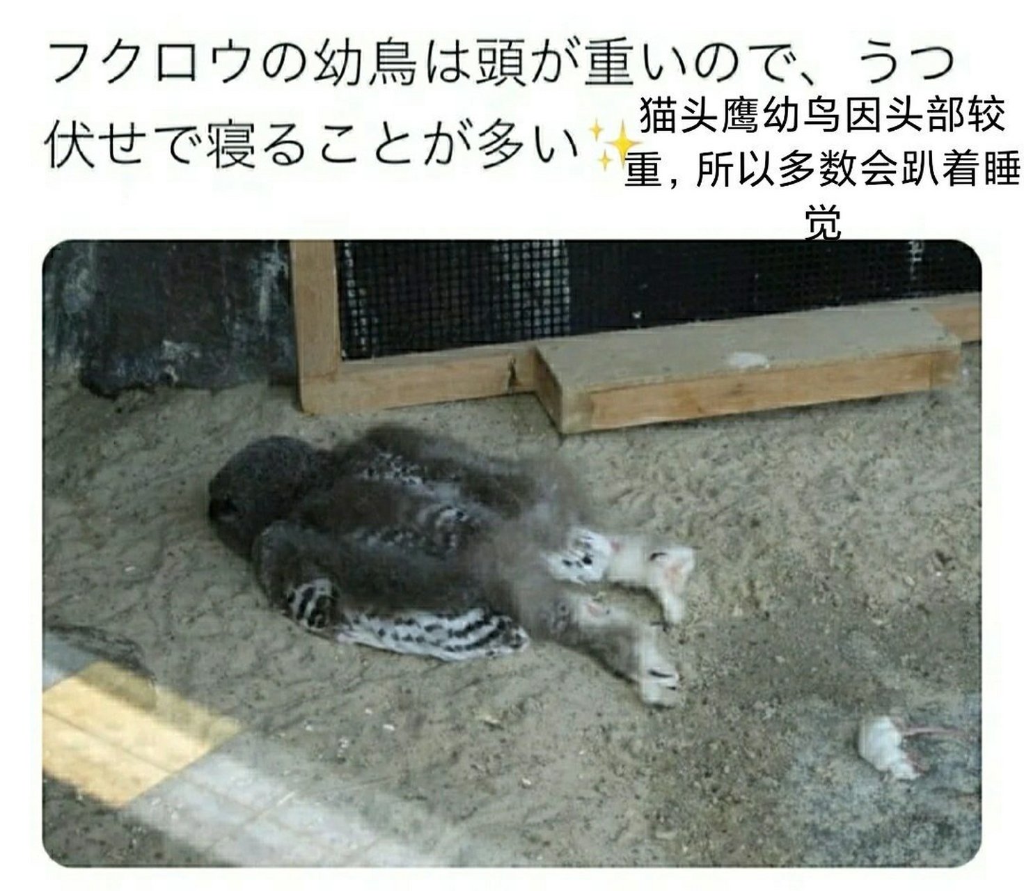 趴着睡觉的猫头鹰幼崽儿