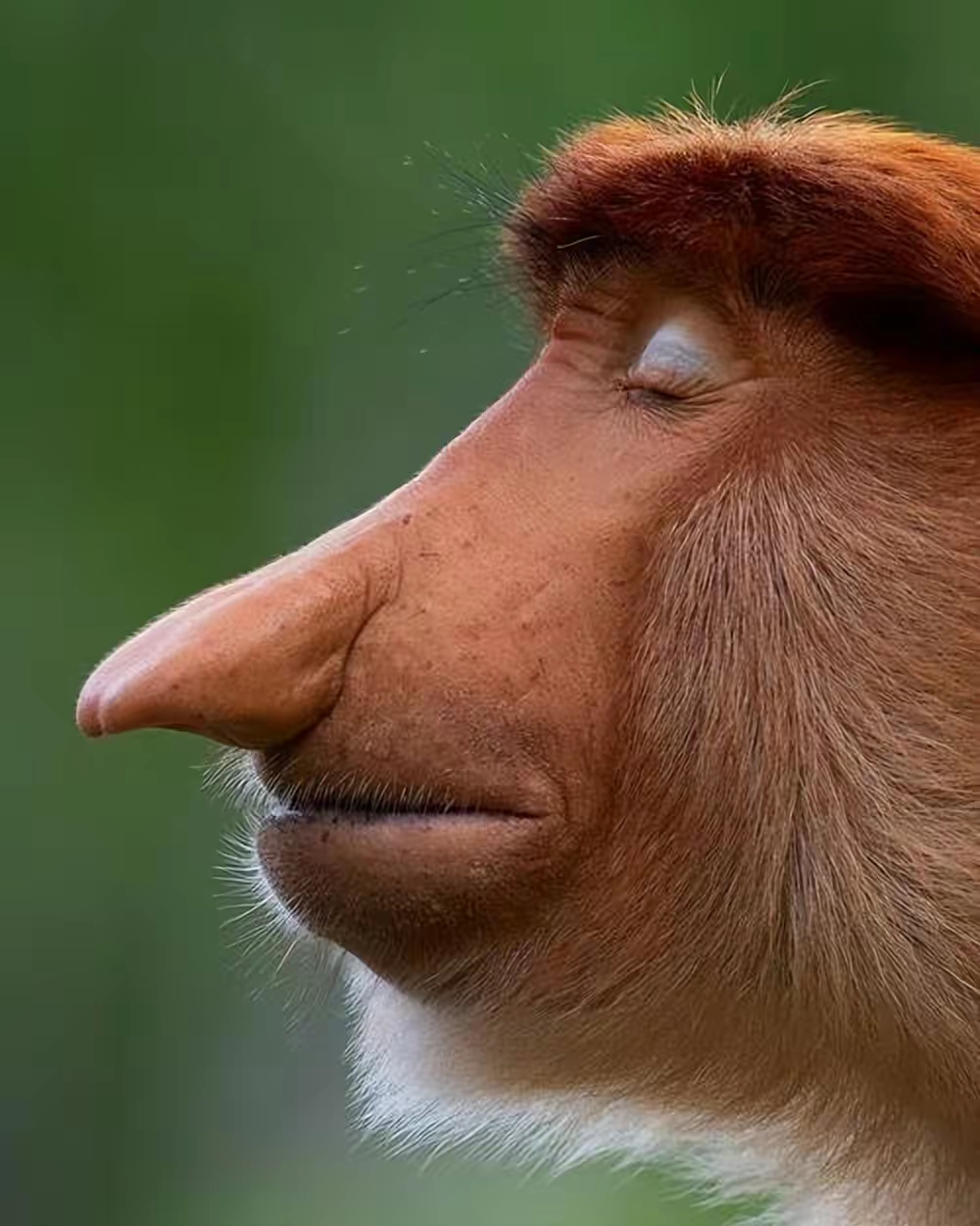 世界上最奇怪的动物之一:长鼻猴的形态特征和生活习性