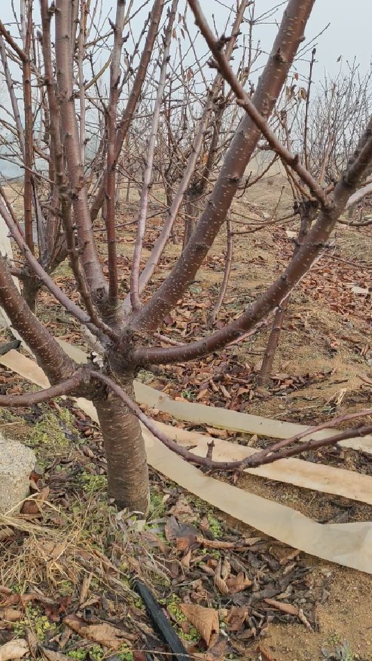 kgb树形大樱桃树花芽分化表现