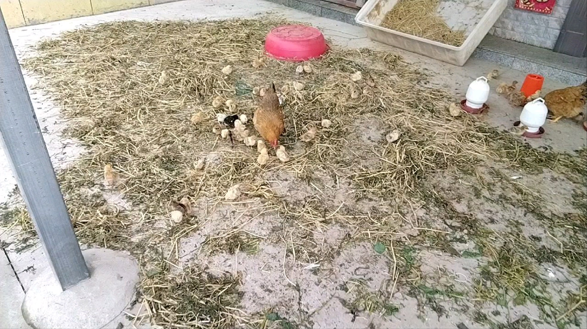 老母鸡带一窝小鸡