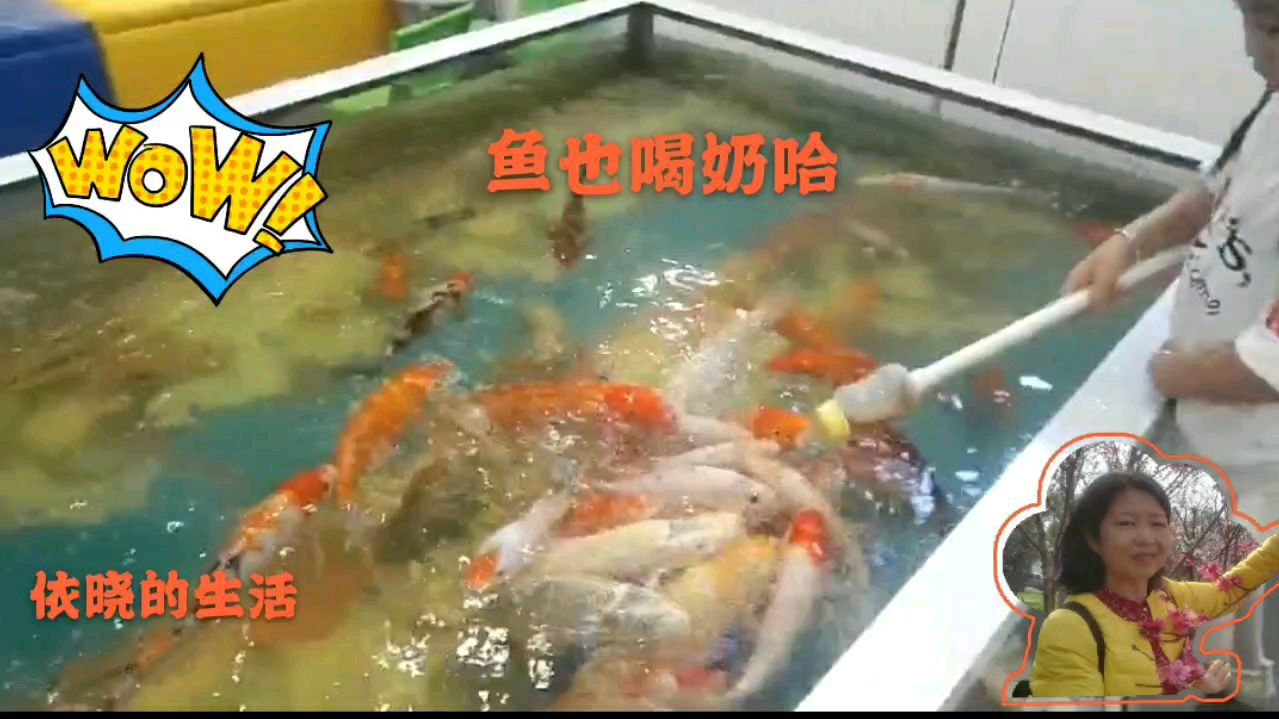 美好的回忆,快乐的六一,儿童节看小朋友喂鱼