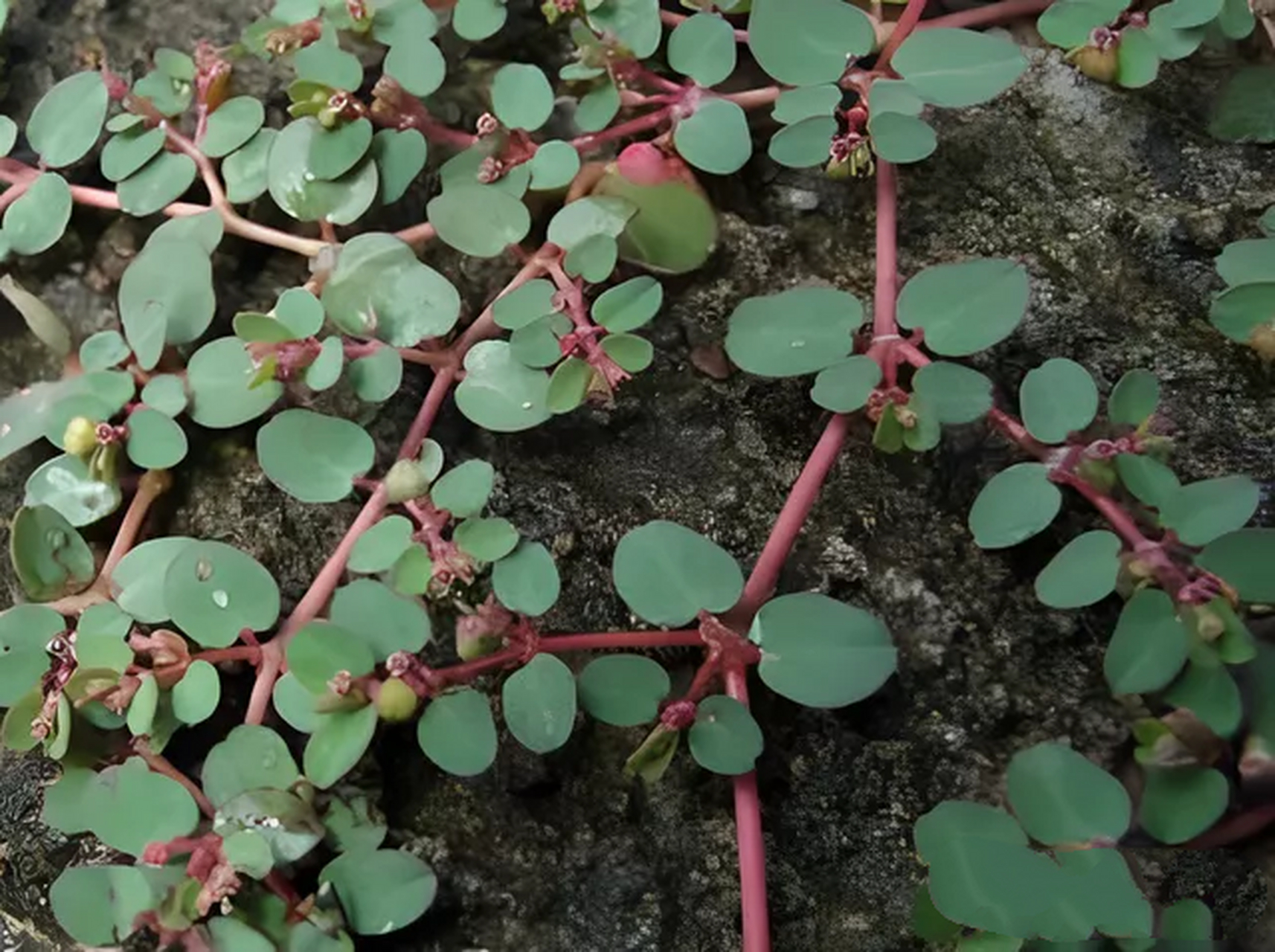 老中医眼中的"痔疮草",原来只有5厘米高,如今它十分珍贵!  你知道吗?
