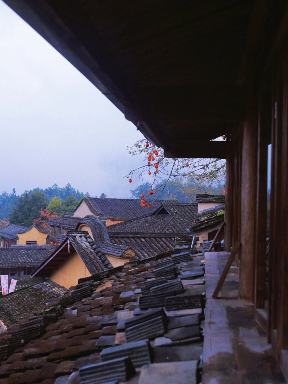 藏在山里的古村—福建屏南县四坪村  人不是特别多,刚下过雨,柿子都挂