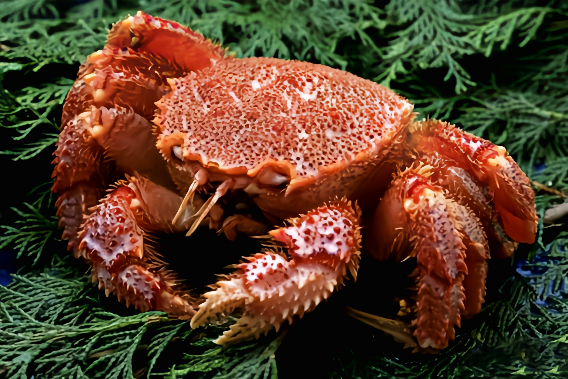 每天认识一种动物——红毛蟹 红毛蟹别名伊氏毛甲蟹,北海道毛蟹,原产