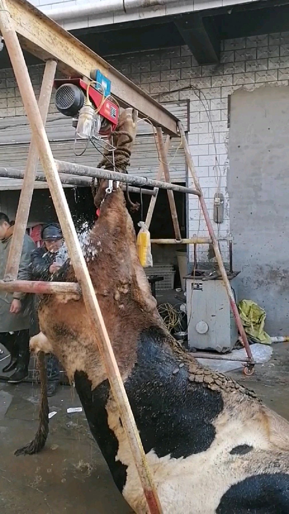 农村宰牛现场,高手在民间1800斤重的大肥牛3人2个小时收拾干净利落-度