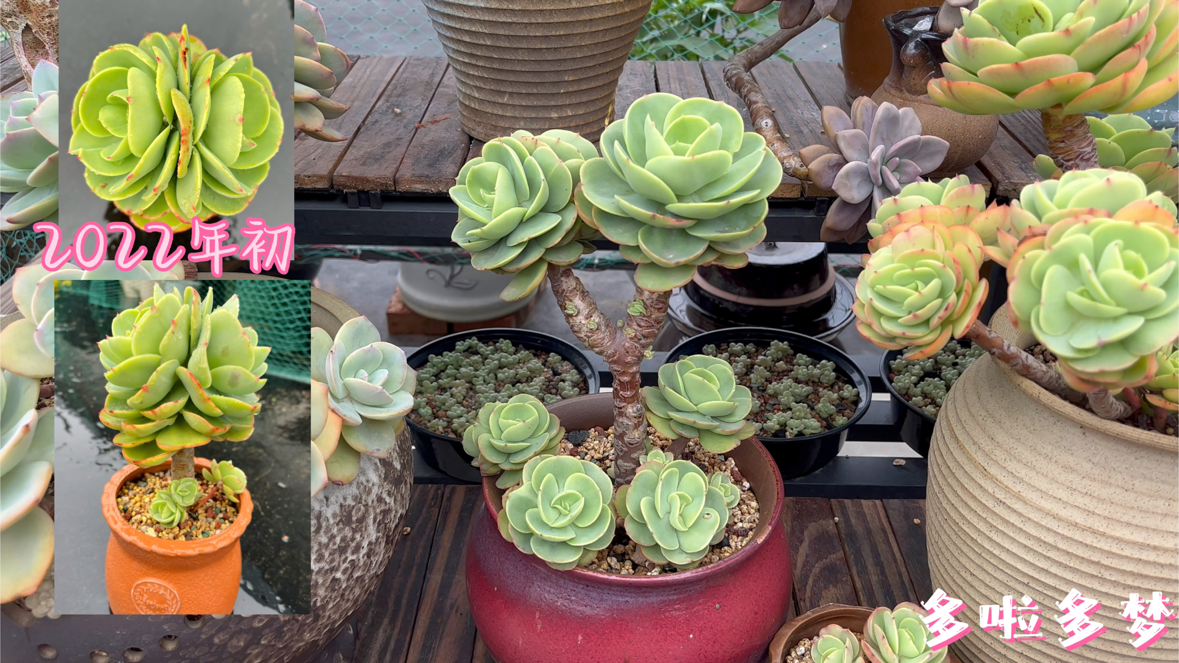 碧桃多肉,这是我控养它的密码!