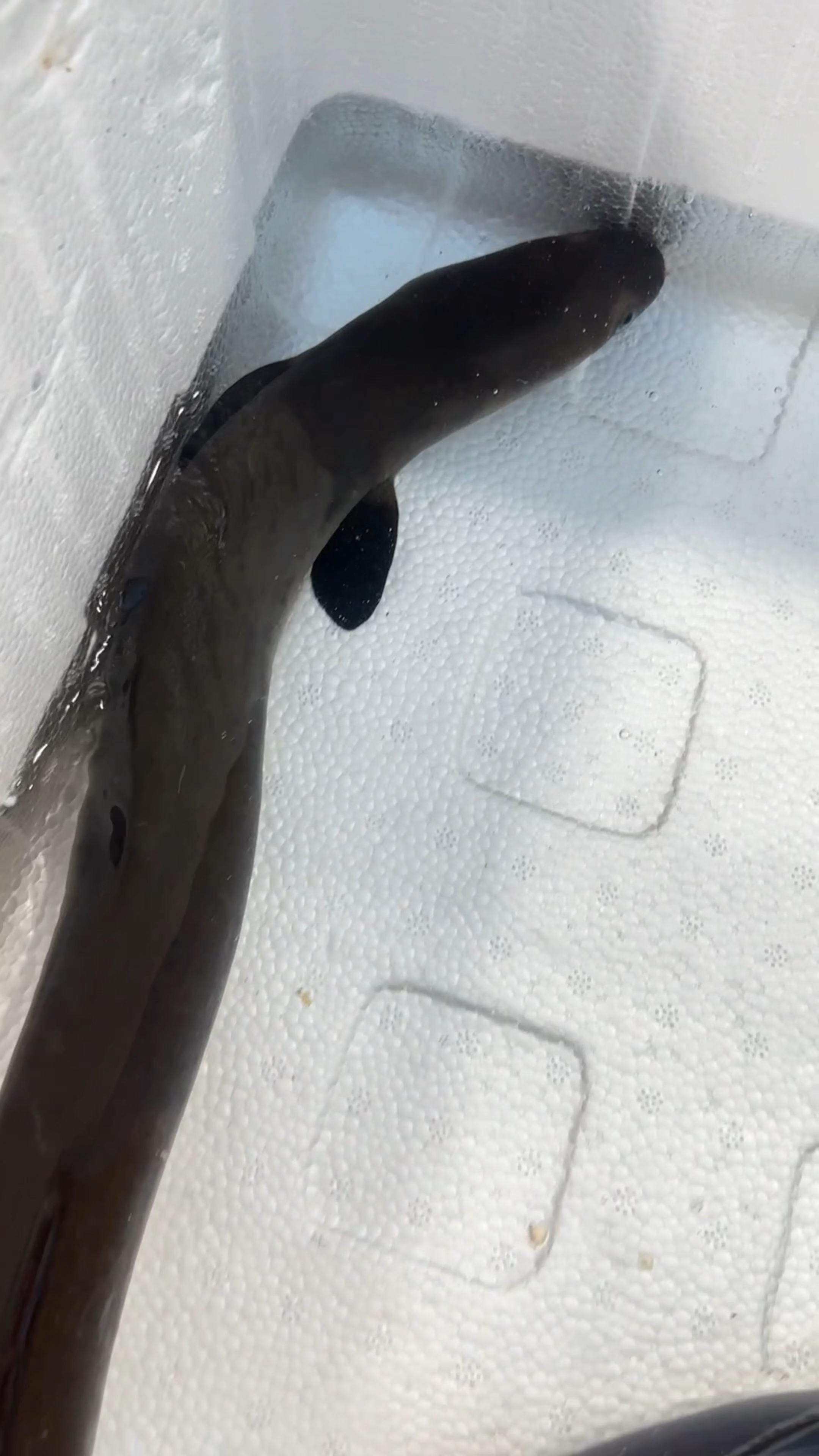 与众不同的山鳗