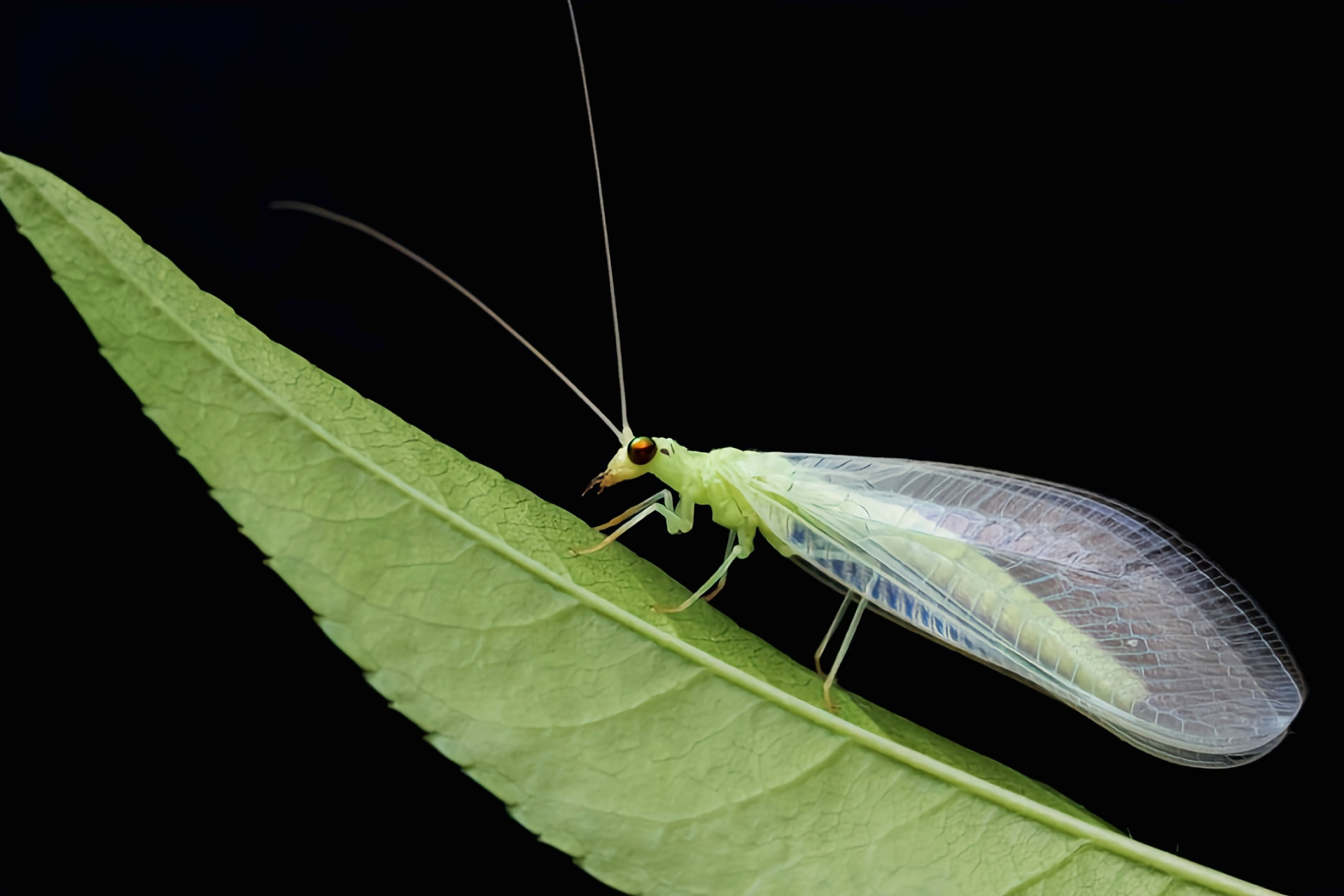 每天认识一种昆虫——大草蛉 大草蛉成虫长约1.4厘米,翅展约3.