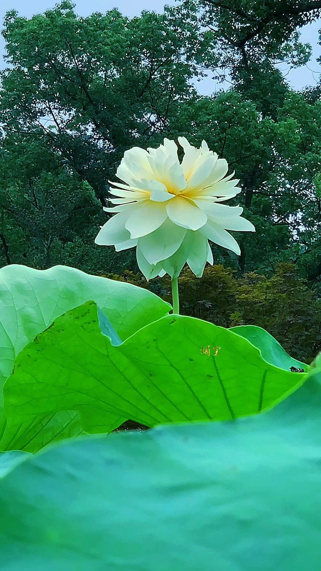 菩提本无树,莲花随缘开
