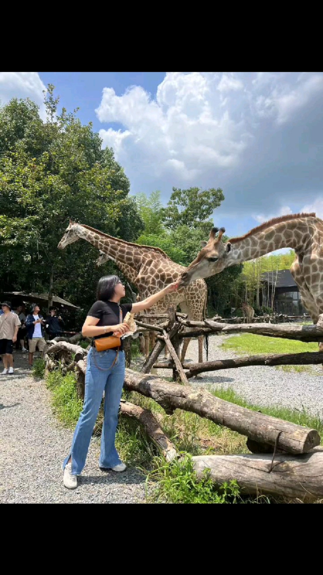 湖州妙西长颈鹿庄园