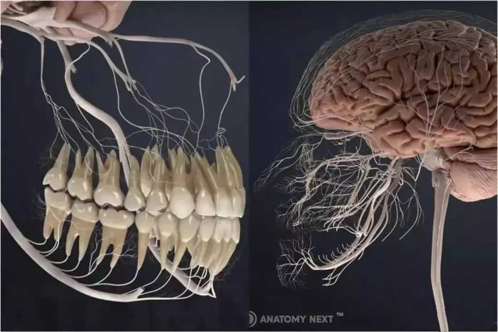 牙神经图片 分布图图片