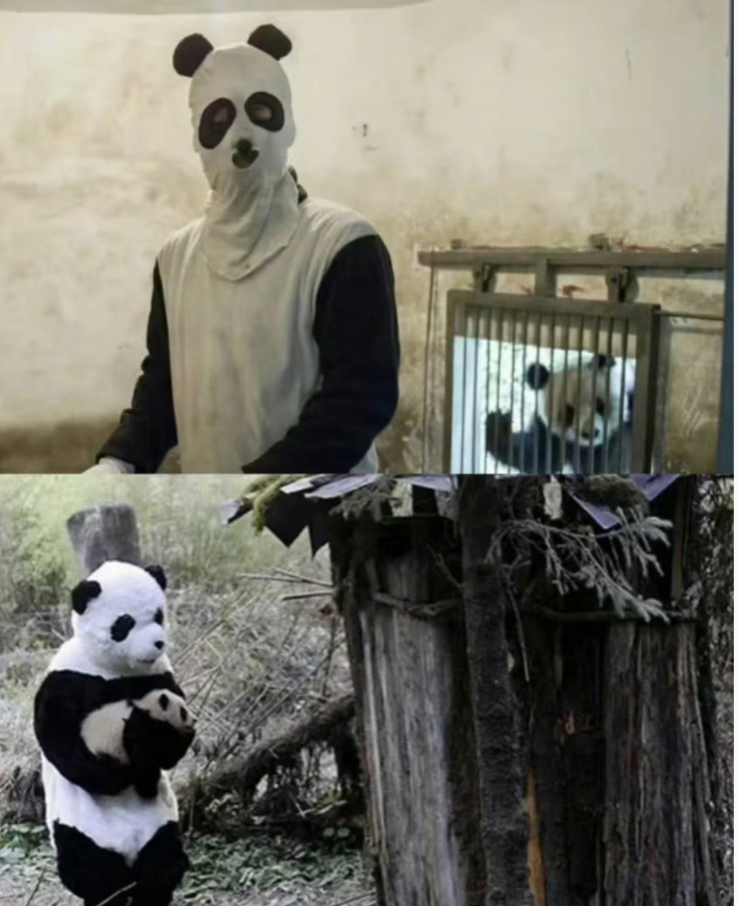 可怕熊猫视频