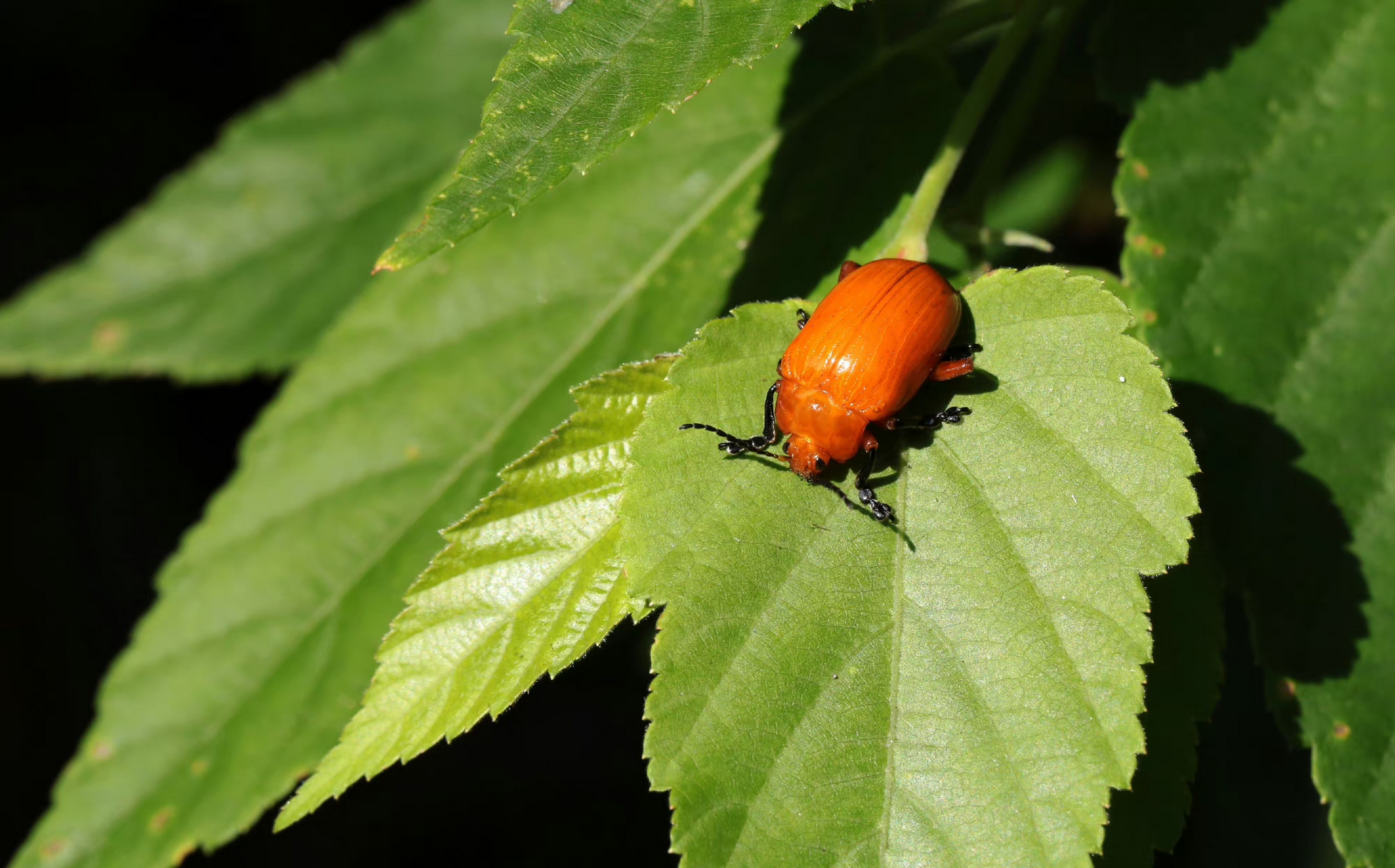 【黄色凹缘跳甲】 podontia lutea (olivier, 1790),鞘翅目叶甲科凹缘