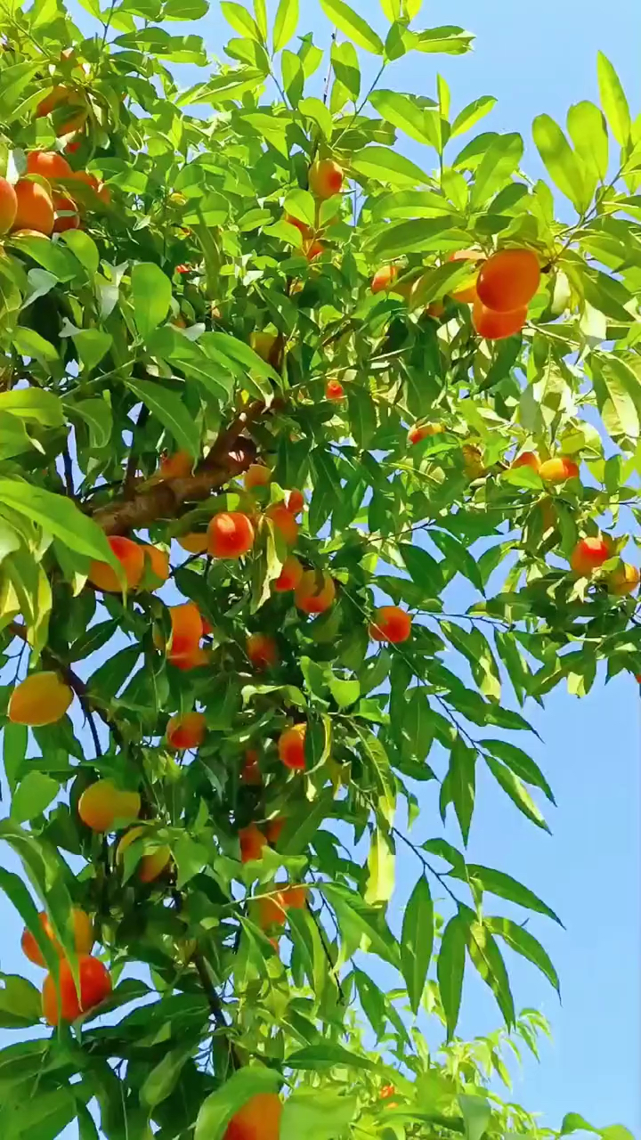 前奏一響夏天就到了,果實累累,桃子熟了